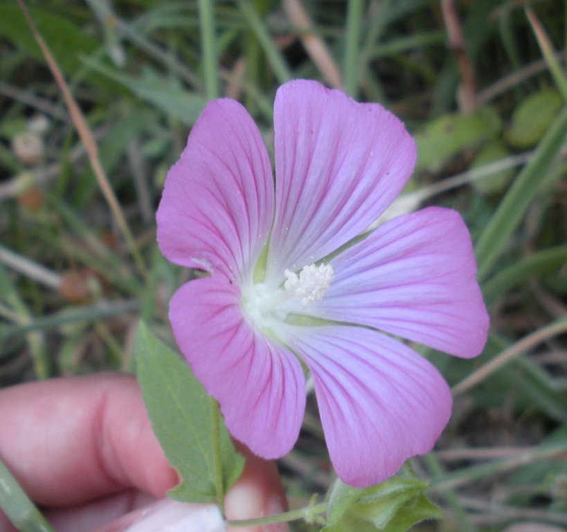 Malva punctata